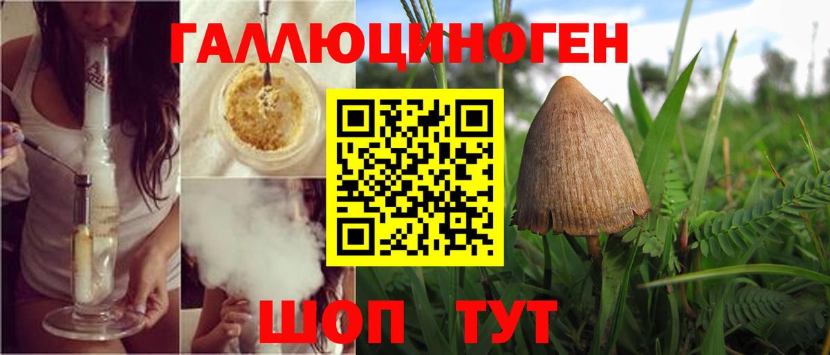 Псилоцибиновые грибы Psilocybe Тобольск